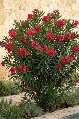 Nerium Oleander op stam 120-130 cm