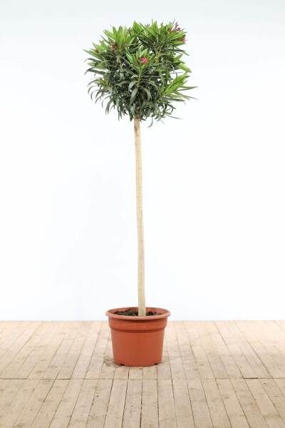 Nerium Oleander op stam 170-180 cm