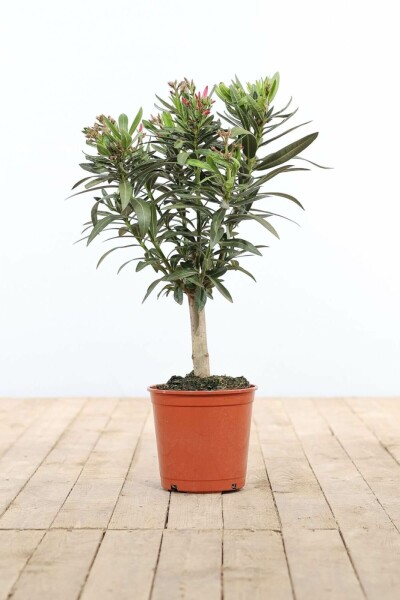 Oleander Nerium Oleander Op stam Rood 50-60 Pot Nerium Oleander op stam 50-60 cm