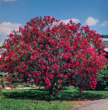 Nerium Oleander op stam 50-60 cm