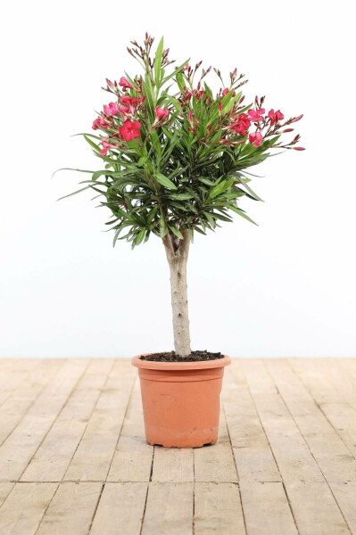Oleander Nerium Oleander Op stam Rood 60-70 Pot Nerium Oleander op stam 60-70 cm
