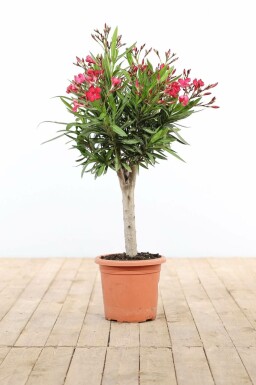 Oleander Nerium Oleander Op stam Rood 60-70 Pot Nerium Oleander op stam 60-70 cm