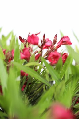 Oleander Nerium Oleander Op stam Rood 60-70 Pot Nerium Oleander op stam 60-70 cm