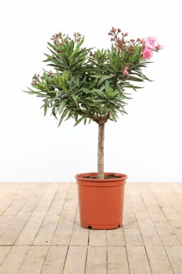 Nerium Oleander op stam