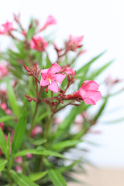 Oleander Nerium Oleander Op stam Rose 100-120 Pot