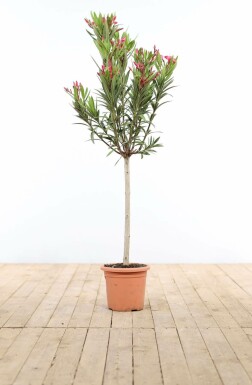 Nerium Oleander op stam 120-130 cm