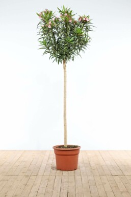 Nerium Oleander op stam 170-180 cm