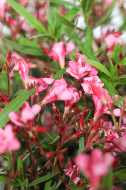 Oleander Nerium Oleander Op stam Rose 170-180 Pot