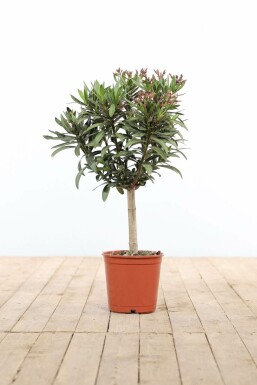 Nerium Oleander op stam 50-60 cm