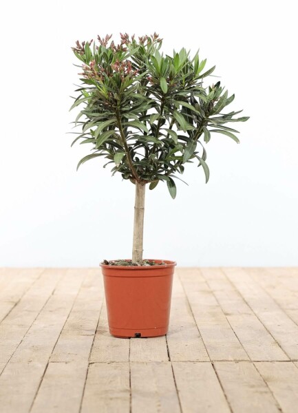 Nerium Oleander op stam 60-70 cm