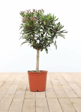 Nerium Oleander op stam 60-70 cm