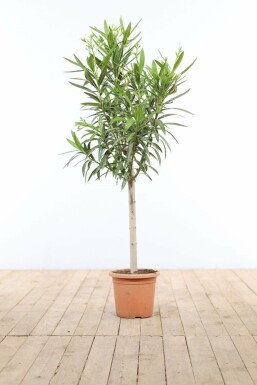 Nerium Oleander op stam 100-120 cm