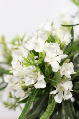 Nerium Oleander op stam 100-120 cm