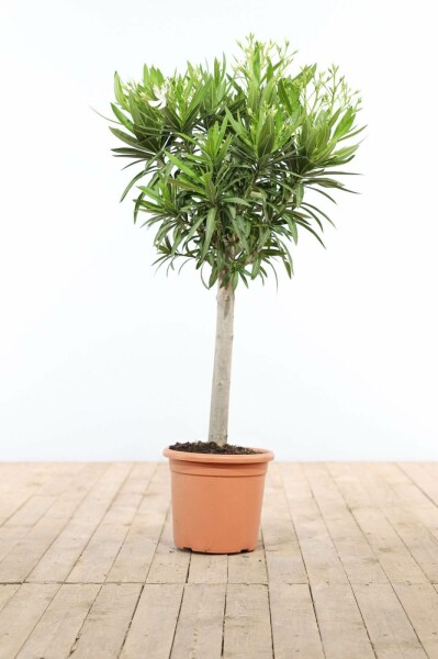 Nerium Oleander op stam 120-130 cm