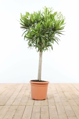Nerium Oleander op stam 120-130 cm