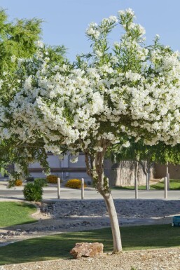 Oleander Nerium Oleander Op stam Wit 120-130 Pot