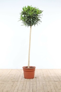 Nerium Oleander op stam 170-180 cm