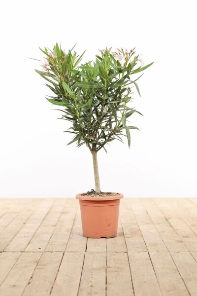 Nerium Oleander op stam 50-60 cm