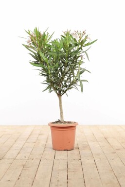 Nerium Oleander op stam 50-60 cm