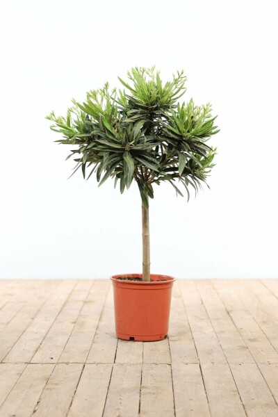 Nerium Oleander op stam 60-70 cm