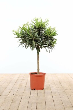 Oleander Nerium Oleander Op stam Wit 60-70 Pot Nerium Oleander op stam 60-70 cm