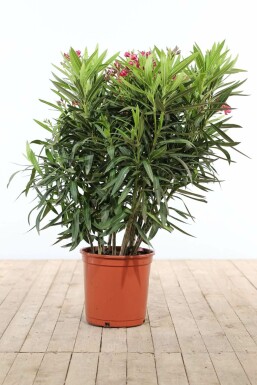 Nerium Oleander struik 100-120 cm