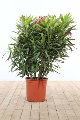 Oleander Nerium Oleander Struik Rood 100-120 Pot
