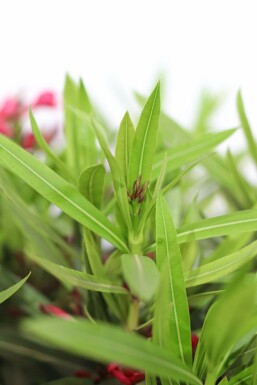Oleander Nerium Oleander Struik Rood 100-120 Pot