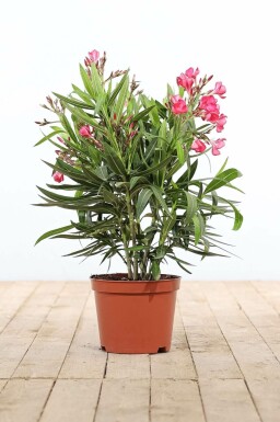 Oleander Nerium Oleander Struik Rood 50-60 Pot Nerium Oleander struik 50-60 cm