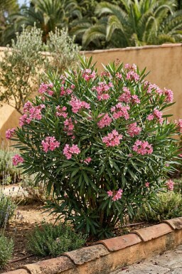 Nerium Oleander struik 50-60 cm