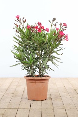Oleander Nerium Oleander Struik Rood 70-80 Pot Nerium Oleander struik 70-80 cm