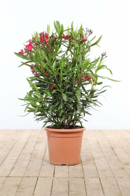 Oleander Nerium Oleander Struik Rood 80-100 Pot Nerium Oleander struik 80-100 cm