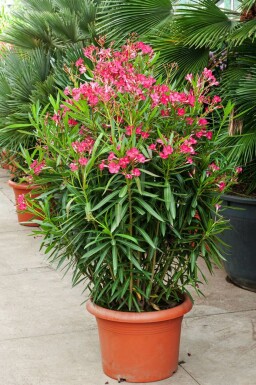 Nerium Oleander struik 80-100 cm