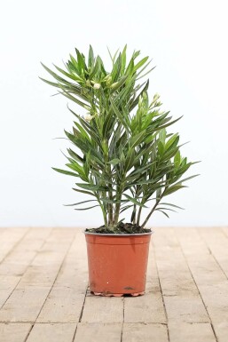 Oleander Nerium Oleander Struik Rood/Wit 50-60 Pot Nerium Oleander struik 50-60 cm