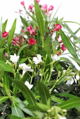 Oleander Nerium Oleander Struik Rood/Wit 50-60 Pot Nerium Oleander struik 50-60 cm