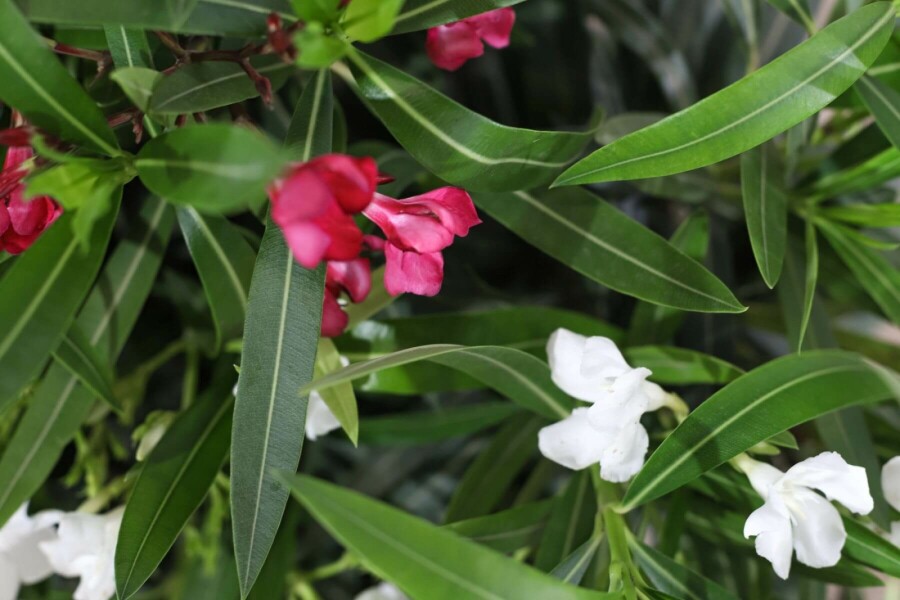 Oleander Nerium Oleander Struik Rood/Wit 50-60 Pot Nerium Oleander struik 50-60 cm
