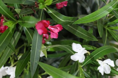 Oleander Nerium Oleander Struik Rood/Wit 50-60 Pot Nerium Oleander struik 50-60 cm