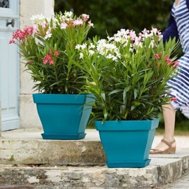 Oleander Nerium Oleander Struik Rood/Wit 50-60 Pot Nerium Oleander struik 50-60 cm