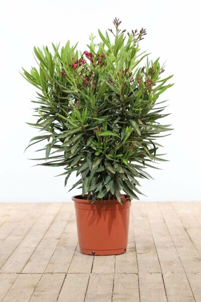 Nerium Oleander struik