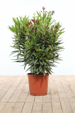 Nerium Oleander struik 70-80 cm