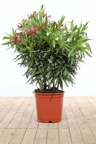 Oleander Nerium Oleander Struik Rood/Wit 80-100 Pot Nerium Oleander struik 80-100 cm