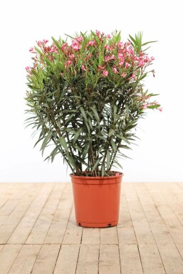 Nerium Oleander struik 100-120 cm