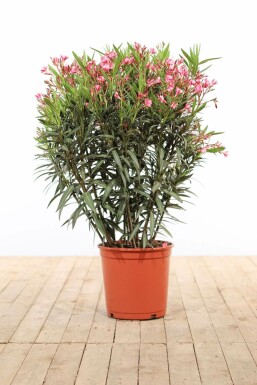 Nerium Oleander struik