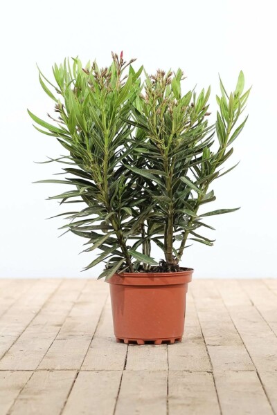 Nerium Oleander struik 50-60 cm