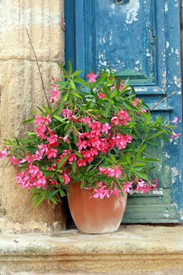 Nerium Oleander struik 50-60 cm