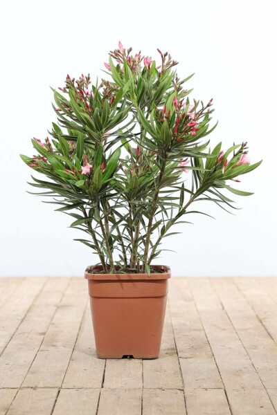 Oleander Nerium Oleander Struik Rose 70-80 Pot Nerium Oleander struik 70-80 cm