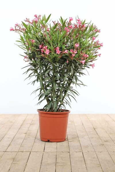 Oleander Nerium Oleander Struik Rose 80-100 Pot Nerium Oleander struik 80-100 cm