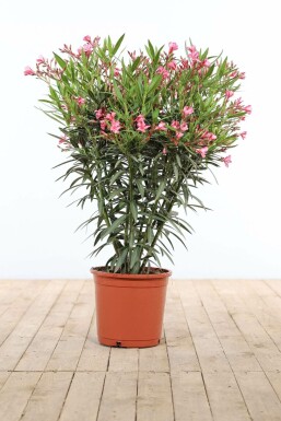 Nerium Oleander struik 80-100 cm