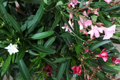 Oleander Nerium Oleander Struik Rood/Wit/Rose 80-100 Pot Nerium Oleander struik