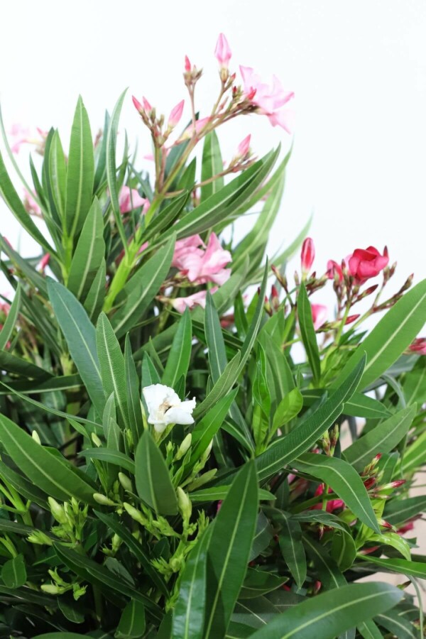 Oleander Nerium Oleander Struik Rood/Wit/Rose 80-100 Pot Nerium Oleander struik